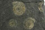 Fossil Ammonite (Dactylioceras) Cluster - Posidonia Shale, Germany #353529-1